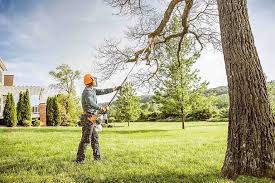 Best Tree Removal Services  in Belle Fourche, SD